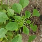 Acalypha indica برگ