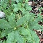 Rhododendron arborescens Φύλλο