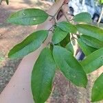 Plinia edulis Leaf