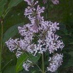 Syringa emodi Flower