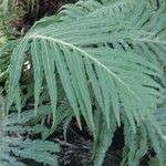 Blechnum gibbum Leaf