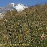 Artemisia atrata Staniste