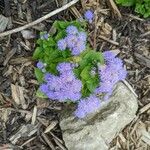 Ageratum houstonianumFlower