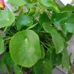 Pilea peperomioidesList