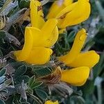 Cytisus lanigerus 花