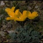 Eschscholzia glyptosperma ᱛᱟᱦᱮᱸ