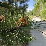 Pinus contorta Žiedas