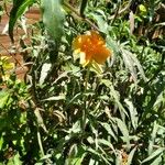 Oenothera affinisKukka