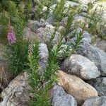 Epilobium angustifolium Хабит