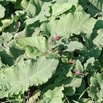 Arctium nemorosum Hábito