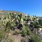 Opuntia littoralis Buveinė