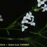 Asperula tinctoria Flor