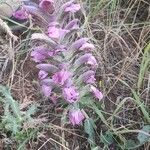 Salvia sclareaFlower