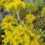 Sedum mexicanumVirág