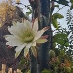 Cereus hexagonusЦветок