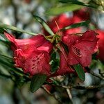 Rhododendron neriiflorum Floro