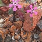 Saponaria calabrica Flower
