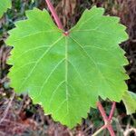 Vitis californica برگ