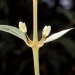 Congea tomentosa Corteza