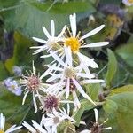 Eurybia macrophylla Flower