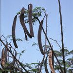 Delonix regia Vaisius