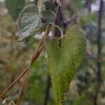 Fallopia dumetorum Hoja
