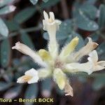Astragalus vesicarius Flor