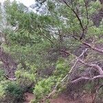 Pinus halepensis पत्ता
