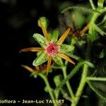 Saxifraga mutata Flor