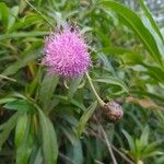 Cheirolophus arbutifolius Flor