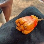 Pandanus utilis Fruit