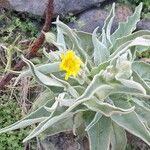 Andryala glandulosa Цветок