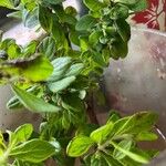 Lippia micromera Лист