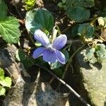 Viola rivinianaFlower