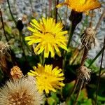 Crepis conyzifolia 花