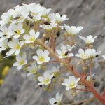 Saxifraga longifolia फूल