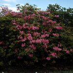 Rhododendron canescens Habitus