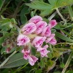 Anthyllis montana Flower