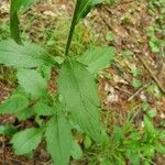 Erigeron annuus List