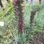 Echium creticum Květ