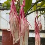 Epiphyllum oxypetalum Flower