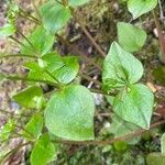 Claytonia sibirica 葉