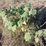 Solanum mammosum Habitus