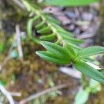 Angraecum pectinatum Feuille