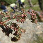 Euphorbia maculata Листок