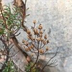 Hypericum empetrifolium Frucht