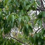 Stewartia rostrata Hoja