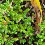 Thymus serpyllum Hoja