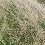 Agrostis capillaris Habit