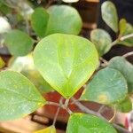 Ficus deltoidea Folha